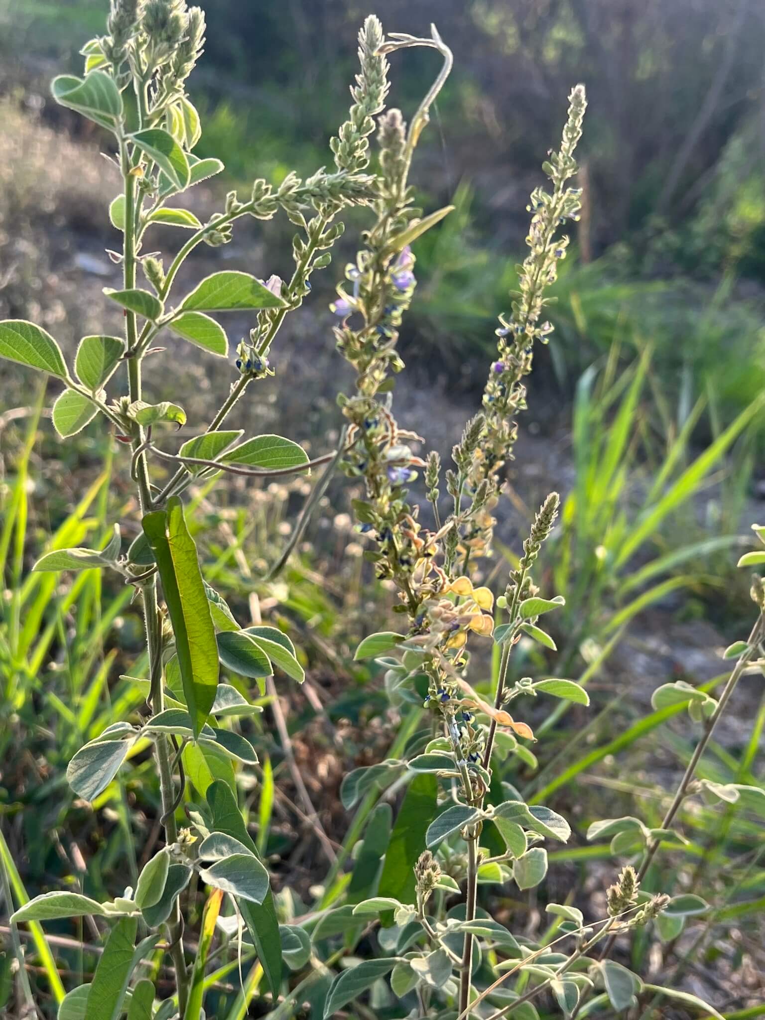 Desmodium cinereum